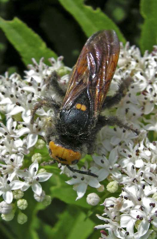 Megascolia maculata flavifrons femmina